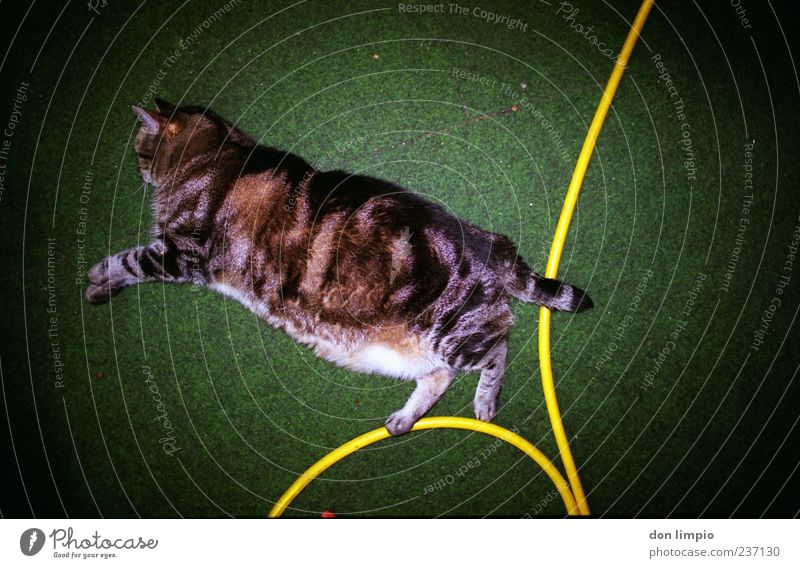 stone's throw Animal Pet Cat 1 Relaxation Lie Sleep Green Artificial lawn Hose Vignetting Analog Snapshot Trashy Overweight Fat Authentic Colour photo