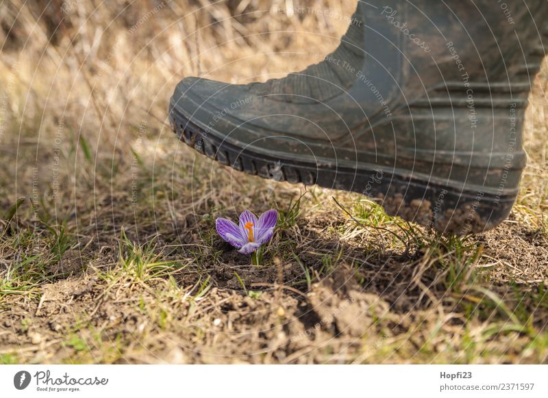 crush crocus Legs Environment Nature Landscape Plant Earth Sunlight Spring Weather Beautiful weather Flower Grass Leaf Blossom Meadow Hill Boots Rubber boots
