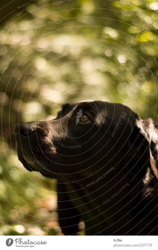 °° longing gaze °° Animal Pet Dog Animal face Labrador 1 Observe Authentic Curiosity Green Black Calm Longing Colour photo Exterior shot Deserted Copy Space top