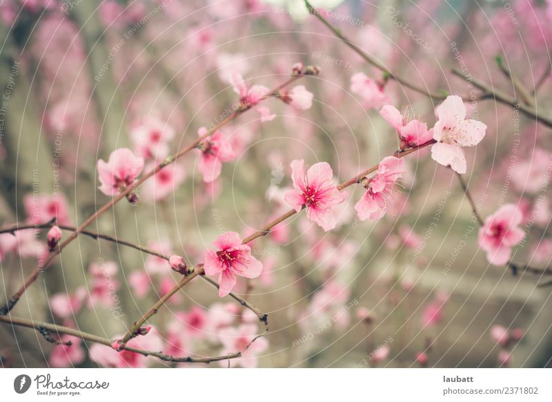 Pink peach blossom Fruit Peach Environment Nature Plant Air Spring Beautiful weather Tree Flower Agricultural crop Peach blossom Peach tree Plum blossom