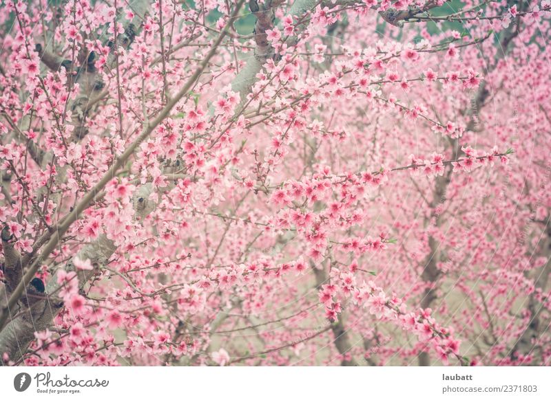 Pink peach blossom Fruit Peach Relaxation Environment Nature Landscape Plant Spring Weather Beautiful weather Tree Blossom Agricultural crop Blossoming