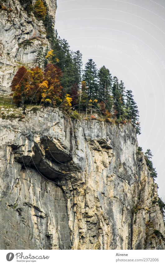 daring Vacation & Travel Adventure Mountain Climbing Mountaineering Landscape Autumn Rock Alps Forest of Bregenz Steep face Hang Threat Wild Brown Gray Green