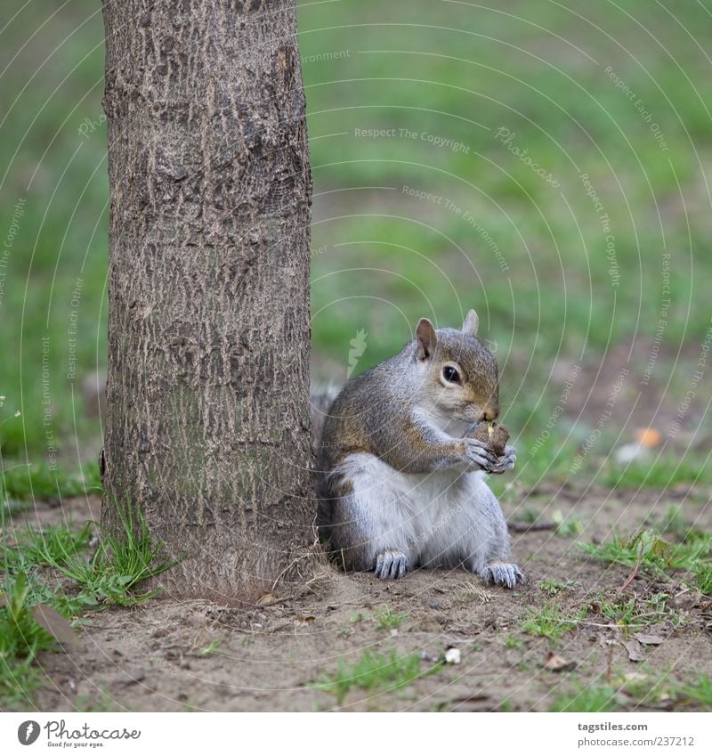 STREET-CROISSANTS Squirrel Easygoing Flexible To feed Nature Animal Toronto Tree Tree trunk Colour photo Copy Space bottom Sit Contentment Nut Nutcrackers