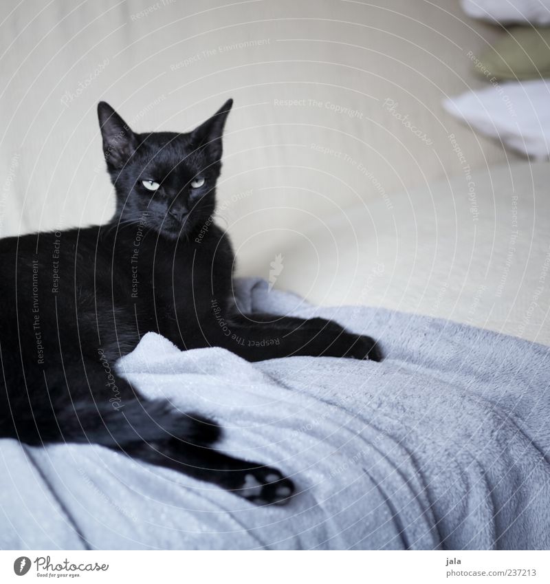 fino Animal Pet Cat Animal face Pelt Paw 1 To enjoy Lie Elegant Beautiful Black Domestic cat Relaxation Sofa Noble Colour photo Interior shot Deserted Day