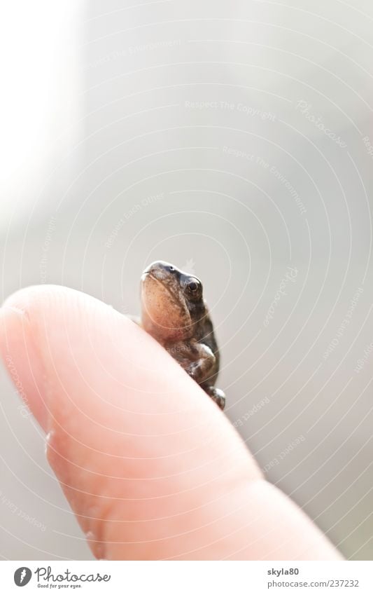 Fabulous Frog Animal Prince Charming already Small Fingers Looking Head Sit Frog eyes Frog Prince Fairy tale Amphibian Living thing Environmental protection