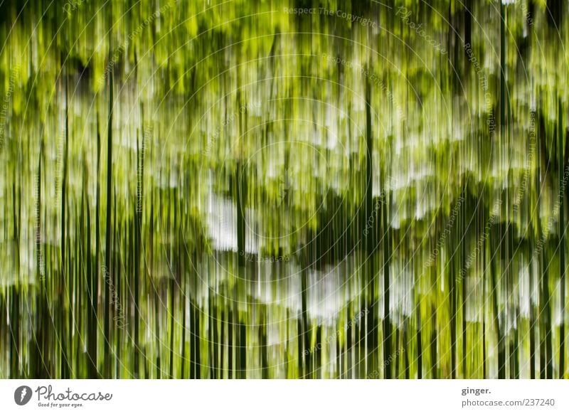 grasses Nature Plant Grass Green Stripe Sustained To fall Black White Line Exceptional Colour photo Exterior shot Experimental Abstract Pattern