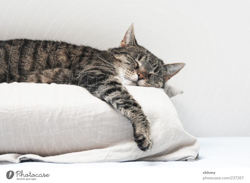 hang out Animal Pet Cat 1 Cushion Sheet To enjoy Lie Sleep Esthetic Cuddly Serene Calm Pelt Domestic cat Slack Goof off Relaxation White Bright Colour photo