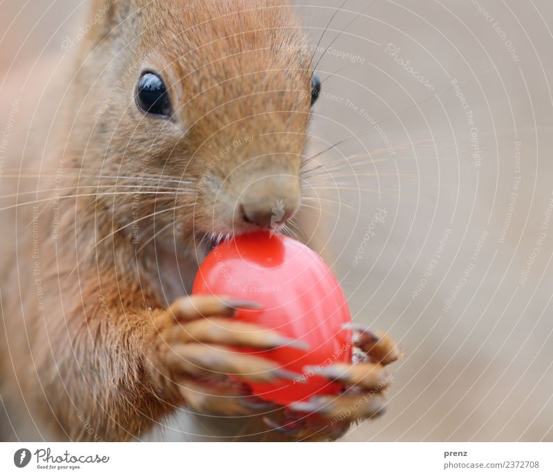 Easter 2018 Environment Nature Animal Spring Beautiful weather Wild animal Brown Red Easter egg Plastic Squirrel Shadow Head Colour photo Exterior shot Deserted