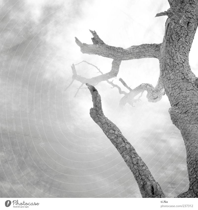 The spirit in the pear tree Environment Nature Plant Gale Tree Dream Mysterious Death Pear tree Black & white photo Exterior shot Abstract Deserted