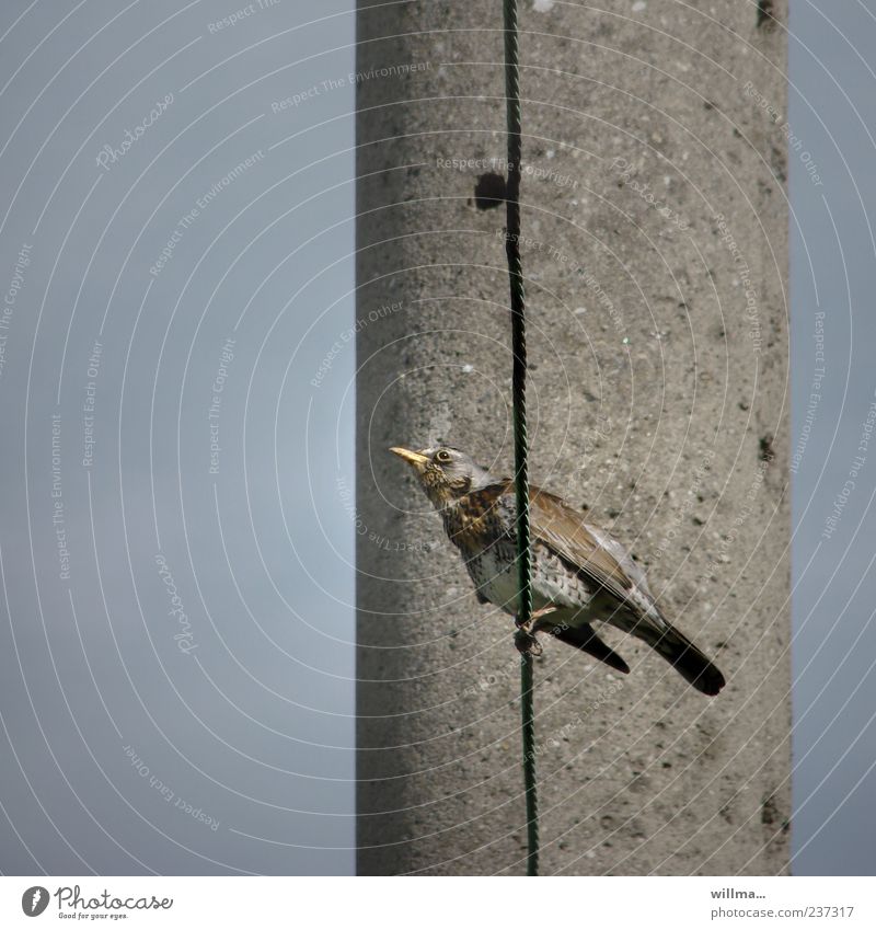 The swing thrush Turdus Pilaris Bird Throstle Observe Blue Brown Gray Watchfulness Ornithology Wire cable Copy Space left Sit Worm's-eye view Pole