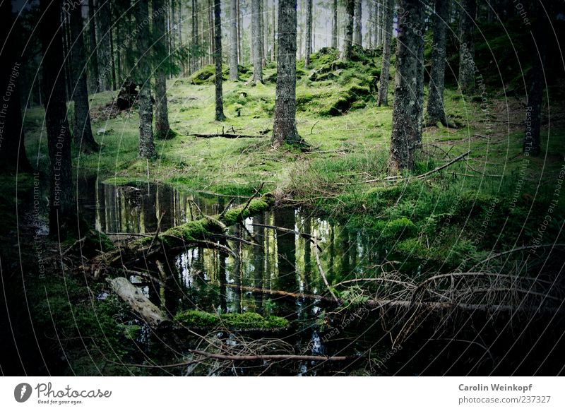 German forest. Environment Nature Landscape Autumn Tree Bushes Moss Meadow Forest Hill Reflection Germany Black Forest Green Colour photo Exterior shot Deserted