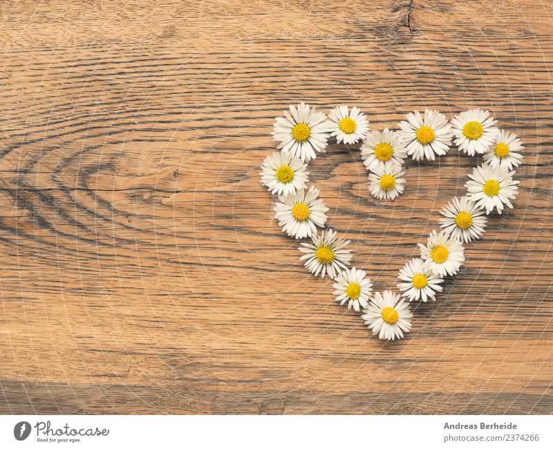 Heart of daisies Style Summer Event Nature Plant Flower Love Jump Yellow abstract Living thing Background picture beautiful bloom blossom card celebration color