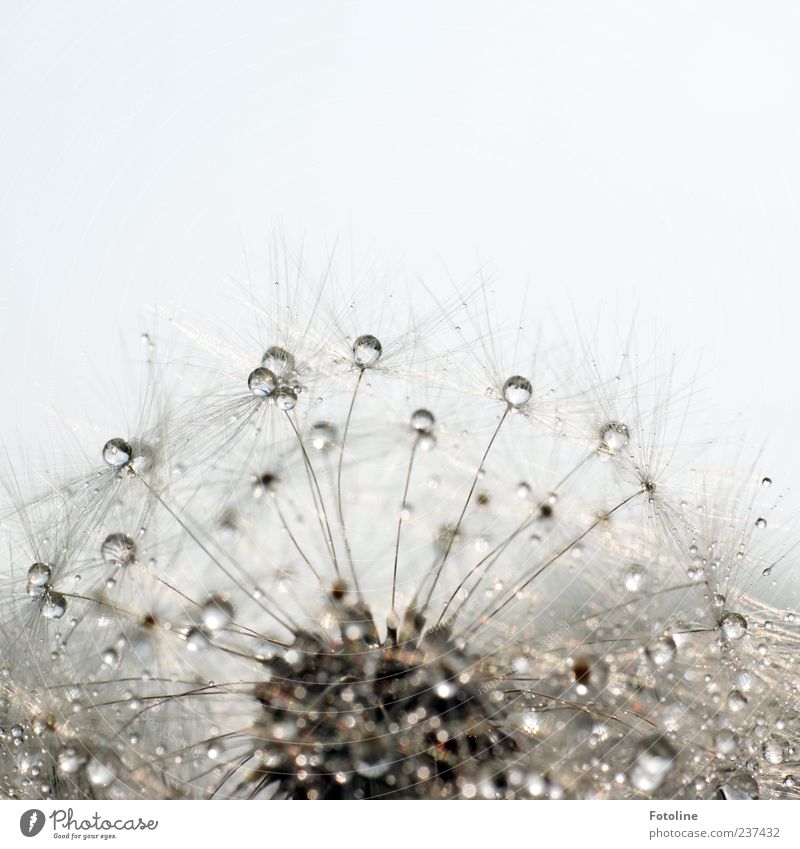 blow crystals Environment Nature Plant Elements Water Sky Cloudless sky Summer Flower Wild plant Bright Wet Natural Dandelion Seed Crystal Colour photo