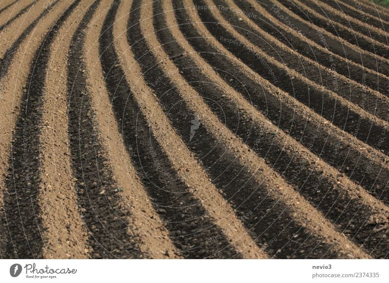 furrows of a freshly ploughed field Environment Nature Landscape Elements Earth Spring Field Brown Spring fever Calm Agriculture Arable land Plowed