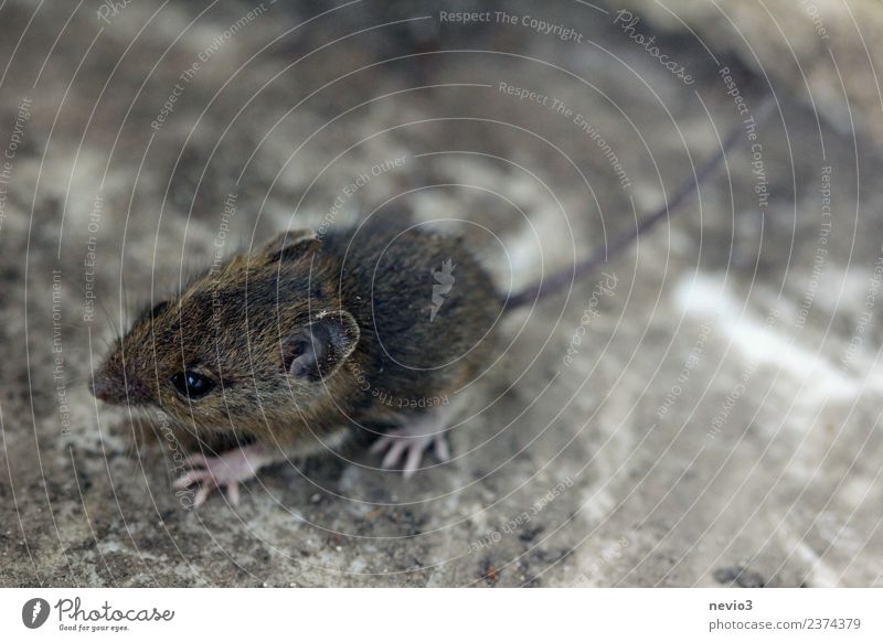 Small field mouse Environment Nature Earth Garden Animal Wild animal Mouse 1 Walking Running Beautiful Cuddly Speed Soft Brown Love of animals Field vole Rodent