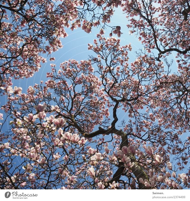Magnolienblüte Magnolienbaum Blüte Baum blühen Blütenblatt Äste Zweige Natur Colour photo Himmel blau Tag Frühling Pink White Leben
