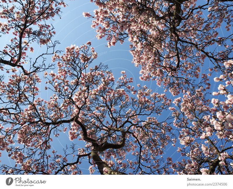 magnolia blossom Magnolia blossom Blossom Tree branches Nature Environment Plant Sky clear