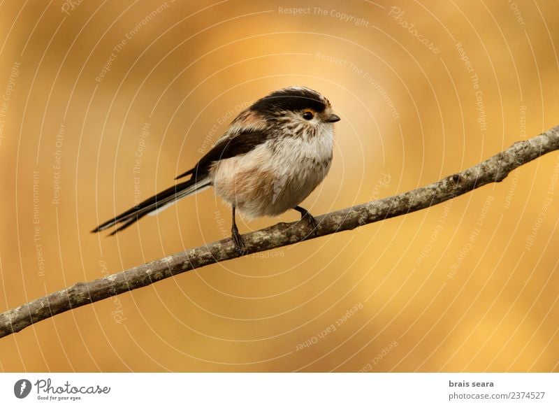 Long-Tailed Tit Science & Research Environment Nature Animal Forest Wild animal Bird 1 Free Natural Love of animals aegithalos caudatus aves wildlife chordata