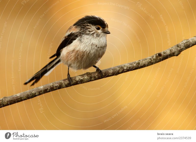 Long-Tailed Tit Science & Research Nature Animal Forest Wild animal Bird 1 Free Natural Yellow Love of animals Freedom Earth aegithalos caudatus aves wildlife