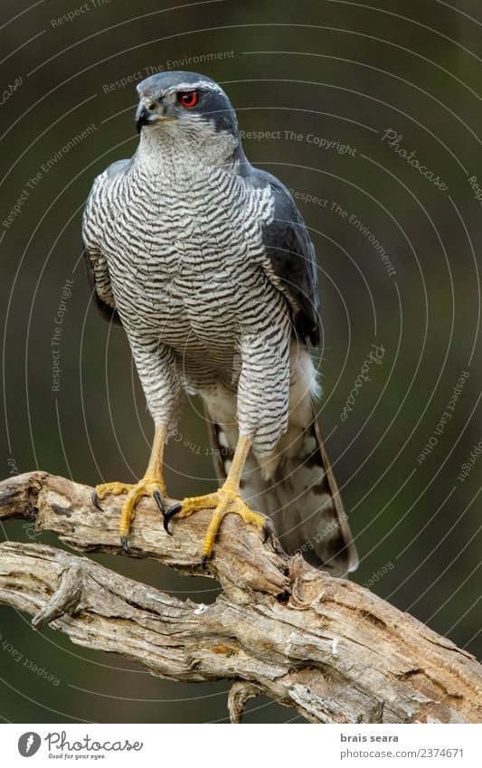 Northern Goshawk Science & Research Biology Ornithology Environment Nature Animal Tree Forest Wild animal Bird Animal face Wing 1 Wood Wait Natural Blue Red