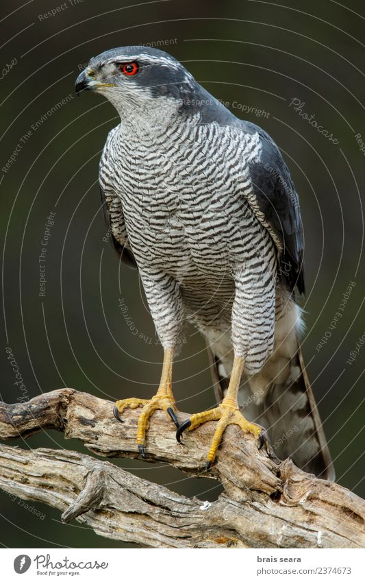 Northern Goshawk Science & Research Environment Nature Animal Forest Wild animal Bird Animal face Wing 1 Wait Elegant Free Beautiful Natural Red Love of animals