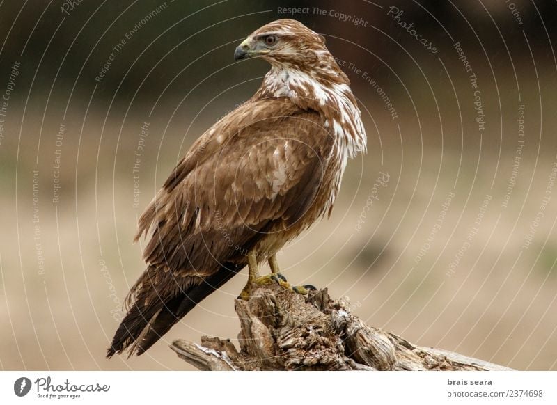 Common Buzzard Science & Research Biology Ornithology Environment Nature Animal Forest Wild animal Bird Wing 1 Wood Wait Natural Love of animals Common buzzard