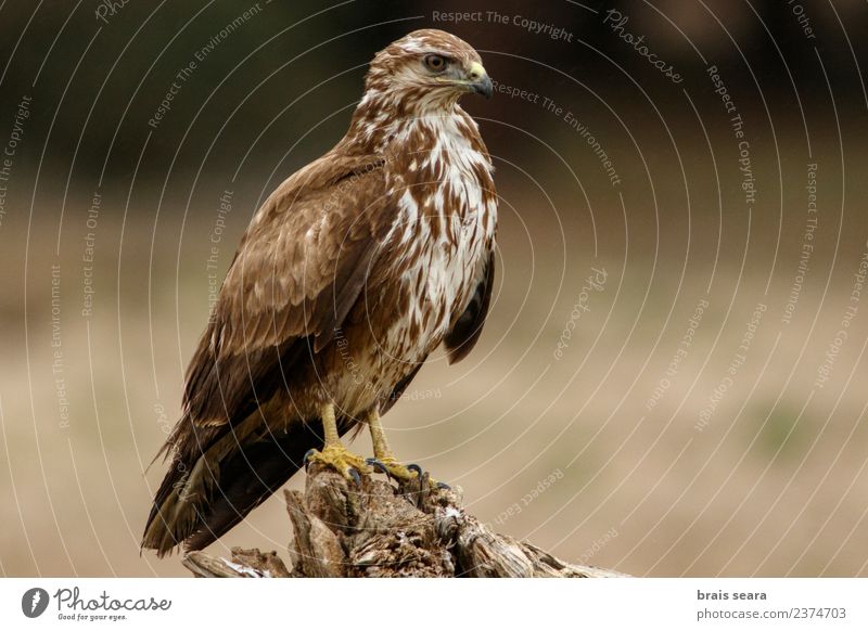 Common Buzzard Science & Research Biology Ornithology Environment Nature Animal Forest Wild animal Bird Animal face Wing Common buzzard Bird of prey 1 Free