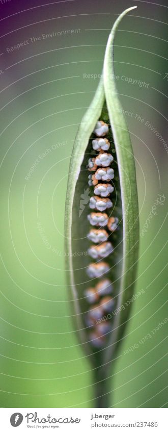 In rank and file Plant Foliage plant Wild plant Exceptional Thin Elegant Long Point Green White Line Seed Open Beautiful Colour photo Exterior shot Close-up