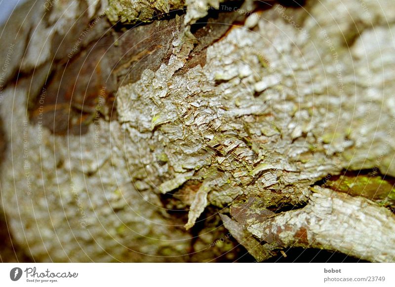 tree skin Tree bark Wood Splinter Rough Crack & Rip & Tear Plant Brown Green whoiscocoon