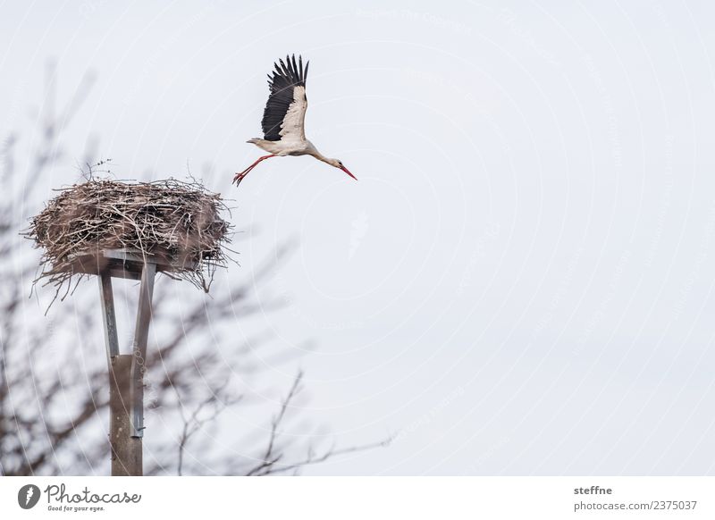 White stork leaves the eyrie flying Animal Bird 1 Flying Stork White Stork Eyrie Spring Spring fever Colour photo Exterior shot Deserted Copy Space right