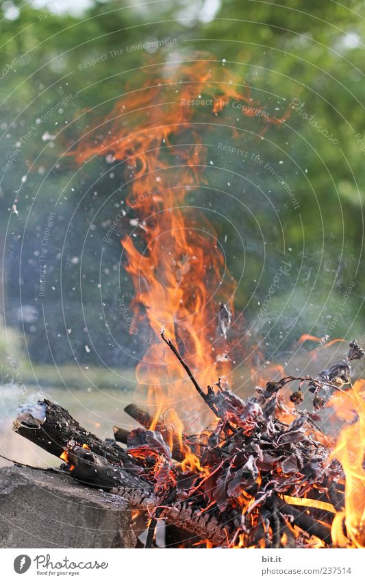 fiery Environment Nature Elements Fire Summer Beautiful weather tree Hot Warmth Yellow Gold Red Joy Dangerous Fireplace Flame Burn BBQ season Barbecue area