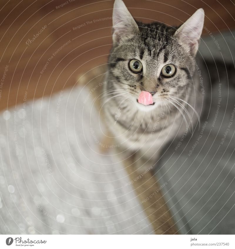 One more, please! Animal Pet Cat Animal face 1 Sit Beautiful Tongue Lick Expectation Colour photo Interior shot Deserted Copy Space bottom Day Animal portrait