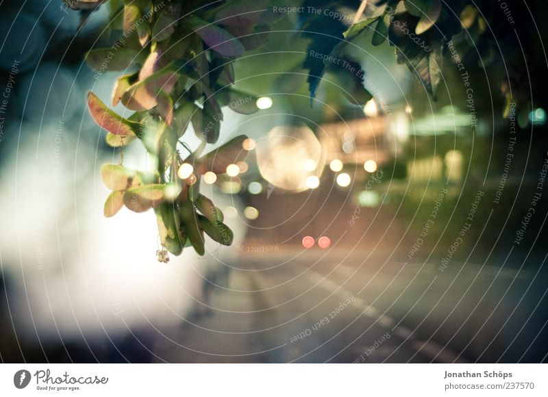 urban bokeh wallpaper on a street at night with car traffic and leaves of a tree Dresden Transport Street Multicoloured Calm Esthetic Contentment Idyll