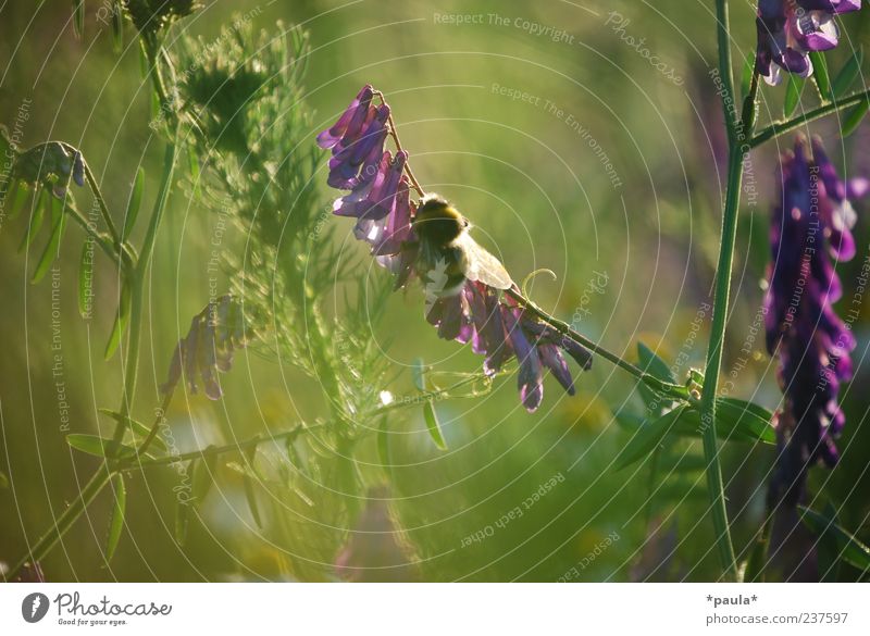 one moment Nature Plant Summer Flower Grass Leaf Blossom Meadow Animal Bumble bee 1 Natural Soft Yellow Green Violet Environment Colour photo Multicoloured