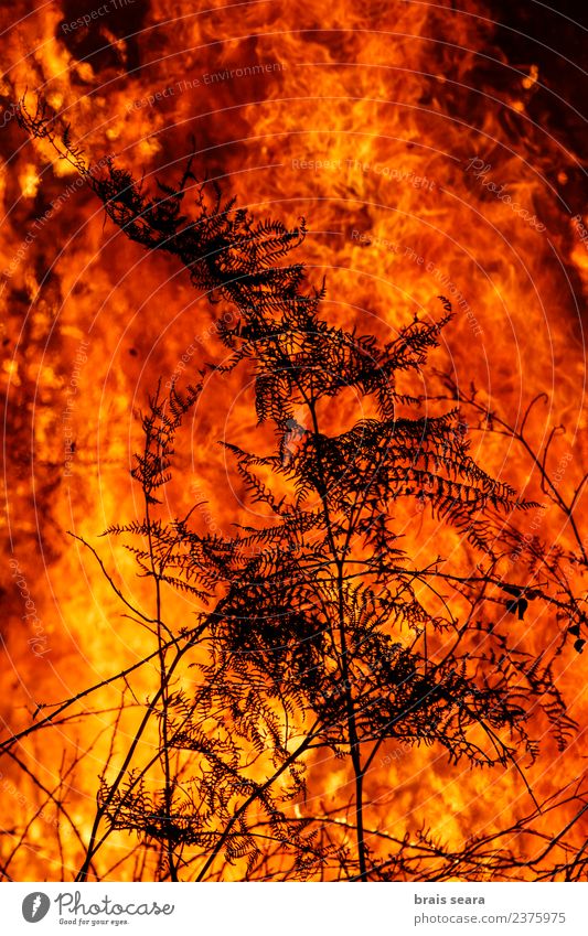 Forest fire Agriculture Forestry Environment Nature Landscape Fire Climate Climate change Bad weather Wind Tree Hot Natural Wild Orange Red Black Sadness Fear