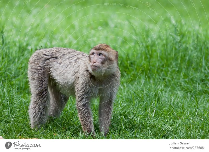 Barbary monkey Monkeys Barbary ape Zoo Grass Meadow Lawn Green Seeking help Golden section Exterior shot Baby animal Full-length Pelt Looking Animal portrait 1