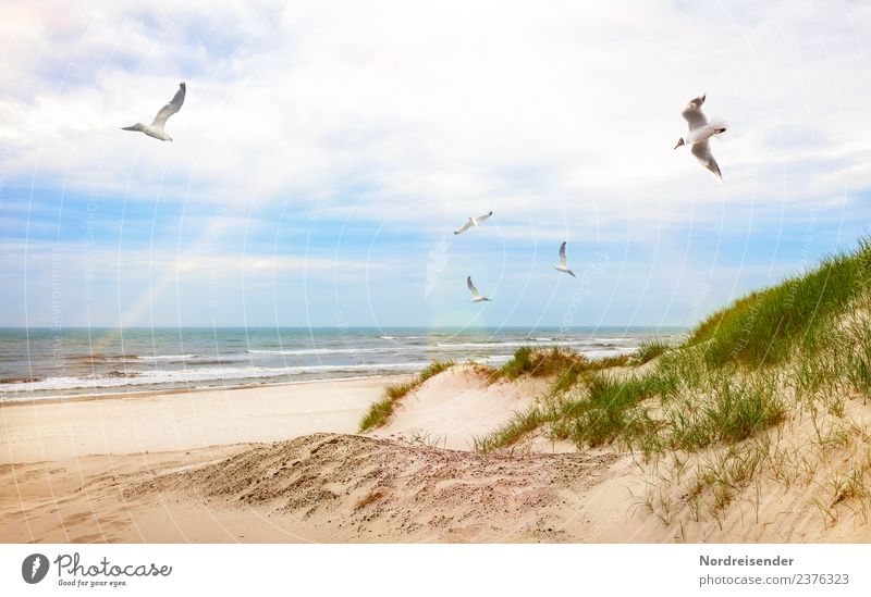 Seagulls over beach and dunes Vacation & Travel Tourism Summer Summer vacation Sun Beach Ocean Waves Landscape Elements Sand Water Clouds Beautiful weather