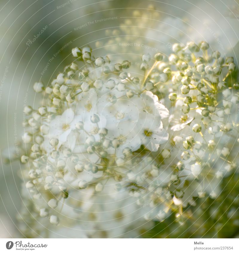 all in white Environment Nature Plant Spring Summer Flower Blossom Blossoming Growth Beautiful Natural Green White Elegant Change Double exposure Bud