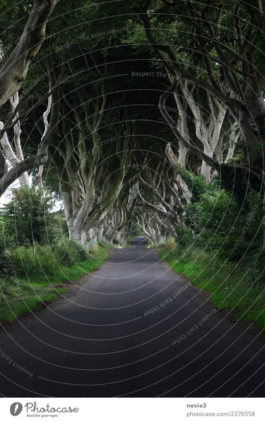 The Dark Hedges in Northern Ireland Environment Nature Landscape Spring Plant Tree Bushes Foliage plant Agricultural crop Forest Street Lanes & trails