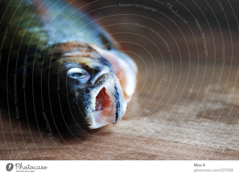 Fish in the morning Food Lie Fresh Wet Death Trout Raw Muzzle Colour photo Interior shot Close-up Deserted Copy Space right Light Shadow Shallow depth of field