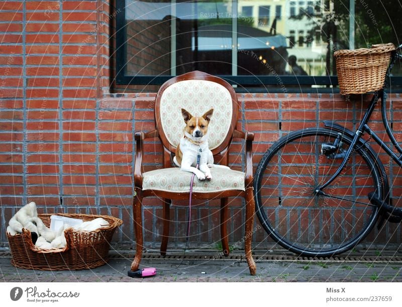 The Little King - Ultimate Favourite Photo Furniture Chair Wall (barrier) Wall (building) Window Bicycle Animal Pet Dog 1 Sit Wait Kitsch Funny Dog basket