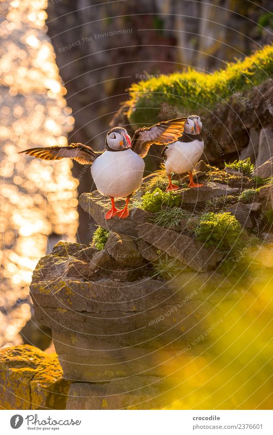 puffin Puffin látrabjarg Bird Back-light Midnight sun Iceland Cliff Rock Cute Orange Shallow depth of field Canyon Feather Beak