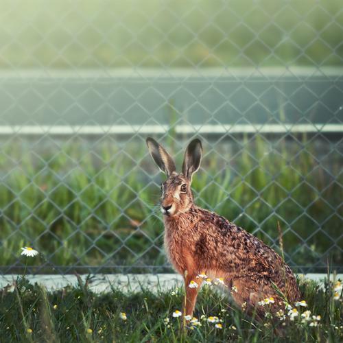 My name is Hase ... Easter Environment Nature Animal Meadow Wild animal Animal face 1 Exceptional Beautiful Natural Cute Brown Green Curiosity Fence