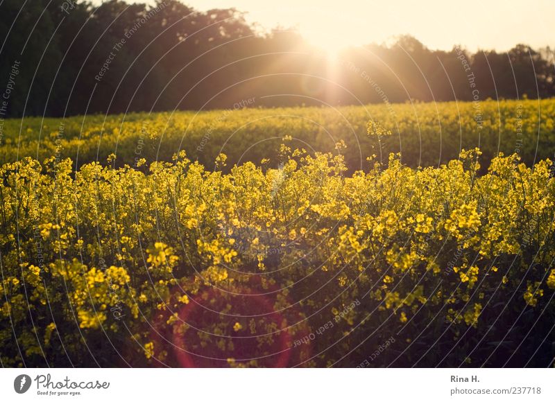 rapsfeld Nature Plant Spring Beautiful weather Agricultural crop Canola Canola field Field Illuminate Natural Yellow Colour photo Exterior shot Deserted