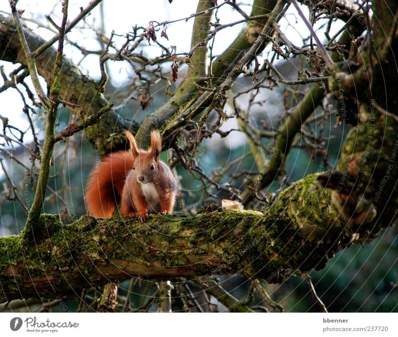 In the apple tree Environment Nature Spring Tree Animal Animal face 1 Sit Cute Brown Curiosity Squirrel Colour photo Exterior shot Day Looking Animal portrait