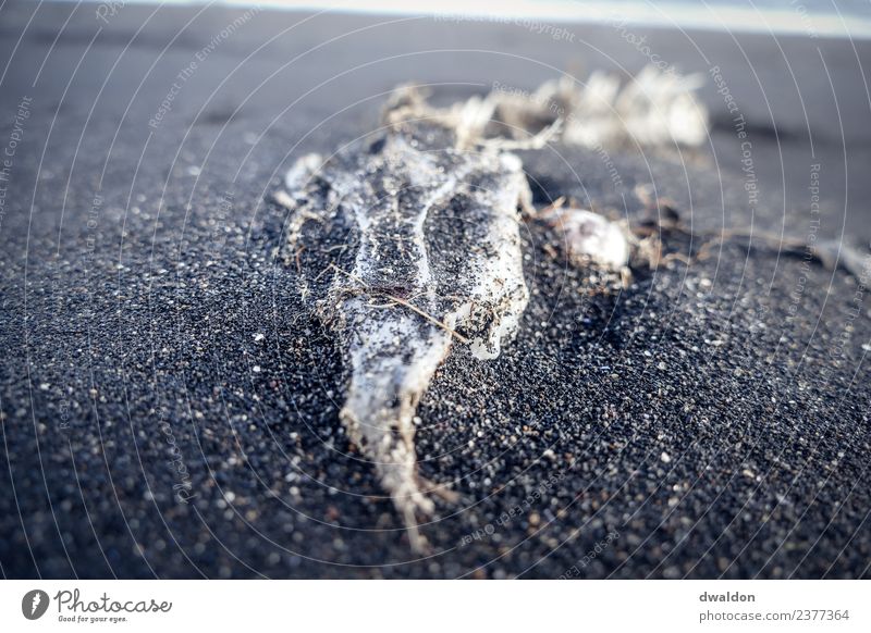 Seagull skeleton on beach in Iceland Animal Wild animal Dead animal Bird 1 Exceptional Dark Black White Sadness Grief Death Calm Gull birds Skeleton Beach