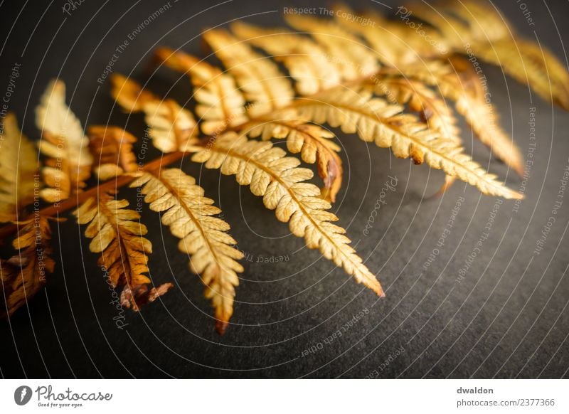 Studio recording (macro) of a fern (autumnal) Nature Plant Bushes Leaf Foliage plant Esthetic Exceptional Dark Simple Uniqueness Soft Brown Moody Calm Fern