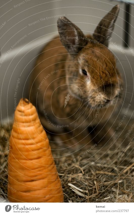 Paul *rip* and the Madeira Carrot Food Vegetable Nutrition Animal Pet Animal face Hare & Rabbit & Bunny Pygmy rabbit pygmy hare color dwarf Hare ears Ear 1 Hay