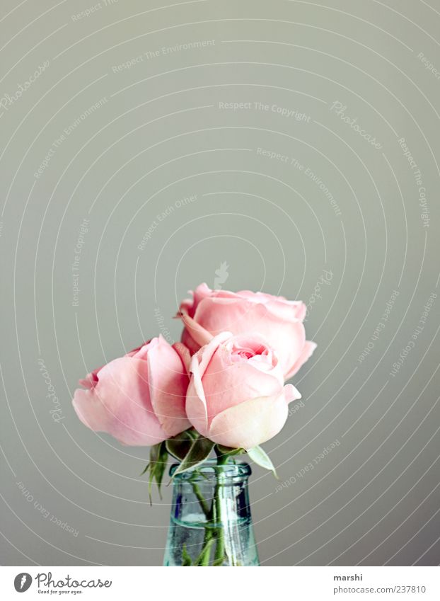 trio Plant Flower Rose Green Pink Vase Vessel 3 Beautiful Occasion Bouquet Gray Decoration Rose leaves Colour photo Interior shot Copy Space top