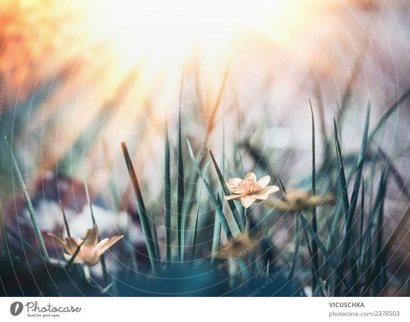Summer wild nature with grass, flowers and sunrays Design Garden Nature Plant Sunrise Sunset Spring Beautiful weather Flower Grass Leaf Blossom Park Meadow